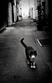 alleycat