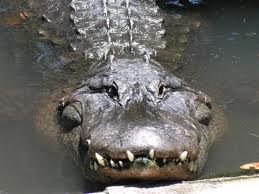 alligator