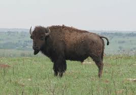 buffalo