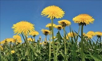 Dandilions