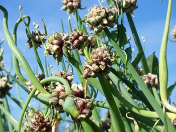 Egyptian Walking Onion sets -  summer