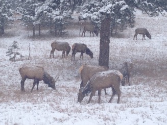 Elk