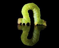 inchworm
