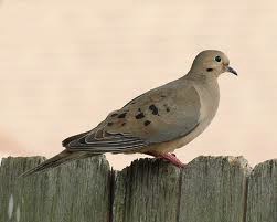 mourningdove