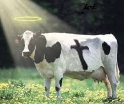 sacredcow