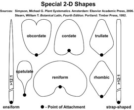 shapes-special