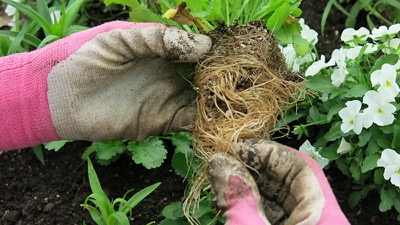 annual-flower-transplants