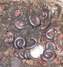 millipede