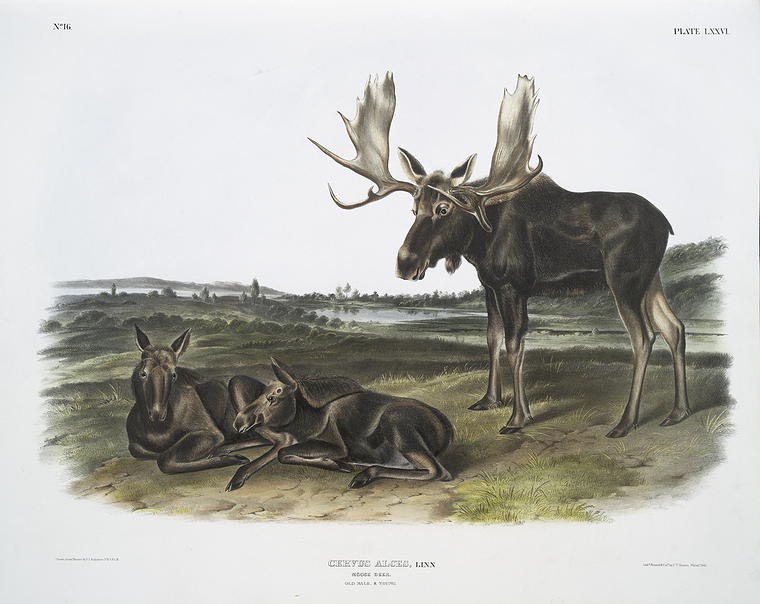 moosenator