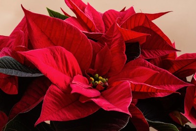 overwintering-red-poinsettia