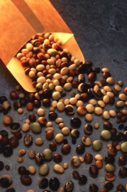 Soybeanvarieties